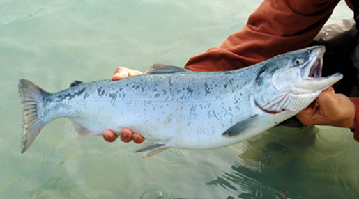 Alaska - Bristol Bay Salmon