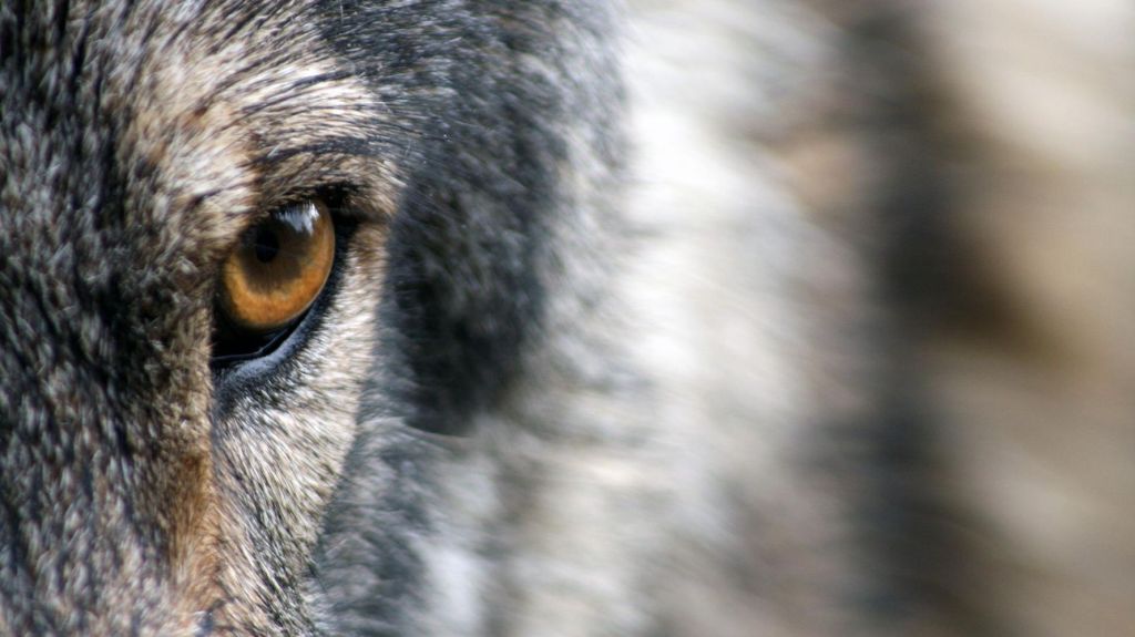 Hotel loyalty – How to defeat a werewolf