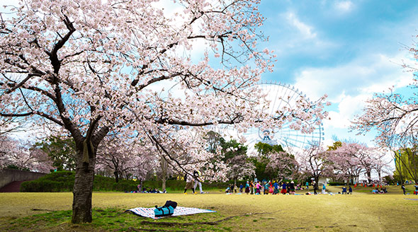Osaka - Cherry blossom